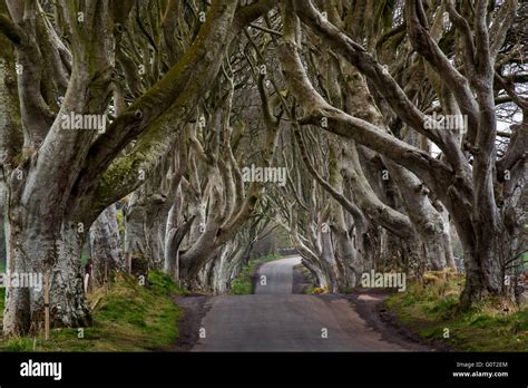 The Dark Hedges near Ballymoney, Co. Antrim, Northern Ireland. Featured ...