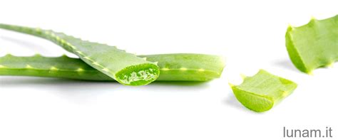 Aloe Cosmo Come Curarla E Mantenerla In Salute