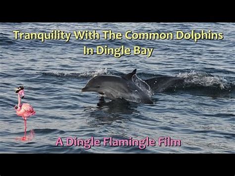 TRANQUILITY WITH THE COMMON DOLPHINS IN DINGLE BAY Produced By Dingle