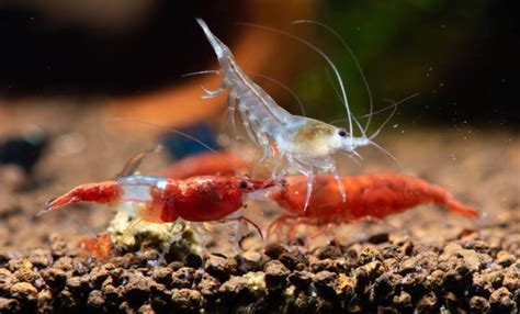 Freshwater Shrimp Colorful Types For Aquarium Care Tips