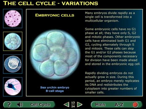 The Cell Division 1 Cd Rom Mitosis In Plant And Animal Cells