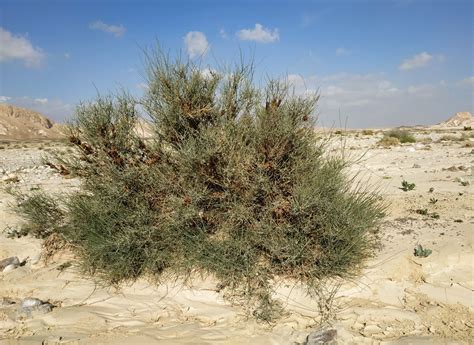 Ephedra Alata Decne Plants Of The World Online Kew Science