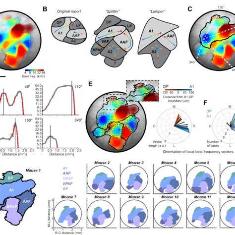 Tonotopic Map Stability Over Time A Registered Bf Maps With Field