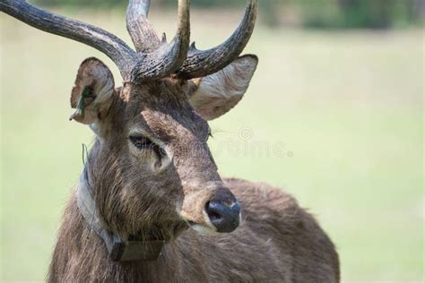 Sangai or Thamin deer stock photo. Image of alertness - 53542504