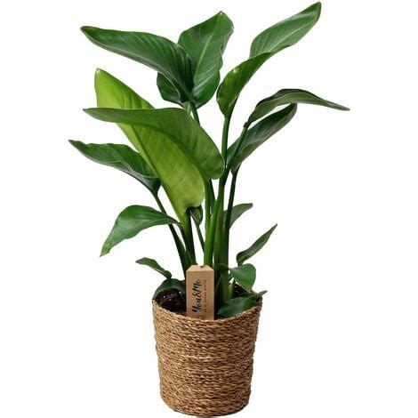 Strelitzia Nicolai Plante Oiseau De Paradis Pot 17cm Hauteur 55 70cm