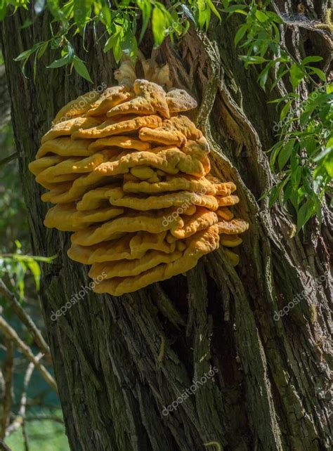 Cangrejo O Pollo Del Bosque Poliporas De Azufre Laetiporus