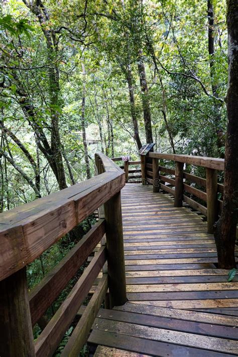 Elevator In The Rainforest Stock Photo Image Of River