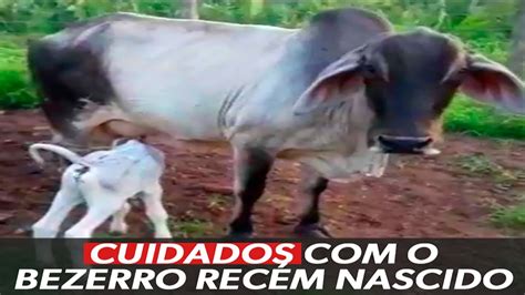 Cuidados indispensáveis bezerros recém nascidos YouTube