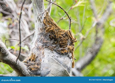 A Large Oak Processionary Moth Nest In Procession On An Oak Tree Stock