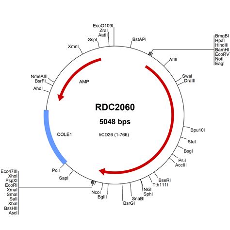 Human Dppiv Cd Caa Versaclone Cdna Rdc R D Systems