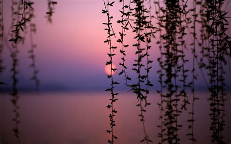 Wallpaper Sunlight Depth Of Field Sunset Nature Reflection