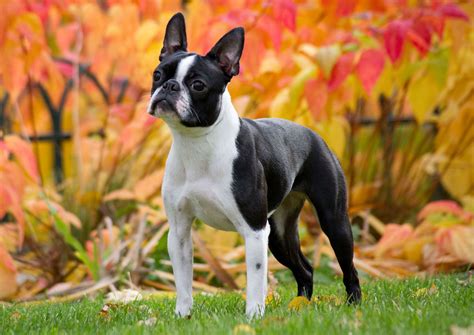What Breeds Contribute To Boston Terriers Unique Heritage