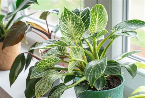 Philodendron Birkin Light Requirements Optimal Conditions Guide