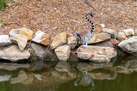 Symbio Wildlife Park Helensburgh New South Wales Australia