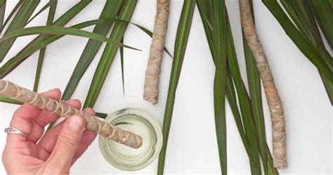 Cómo propagar plantas de dracaena Mis Plantas