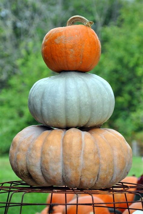 The Garden Patch Stacked Pumpkins Pumpkin Autumn Garden