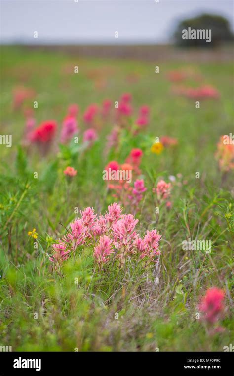 Downy Paintbrush Hi Res Stock Photography And Images Alamy