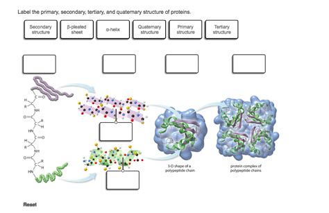 Fajarv Protein Structure Primary To Quaternary