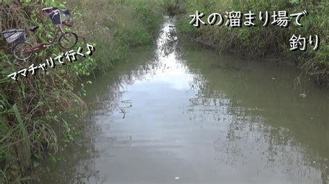 水路の水が減ってるからこそ釣れる Youtube