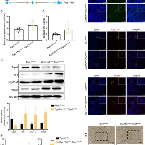 Changes In Testosterone Synthesis In Trps1 Conditional Knockout CKO