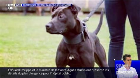 Affaire Elisa Pilarski Que Devient Son Chien Curtis Trois Ans Apr S