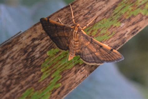 CSC 8201 Borboleta Local Do Registro Ferradas H 08 08 I Flickr