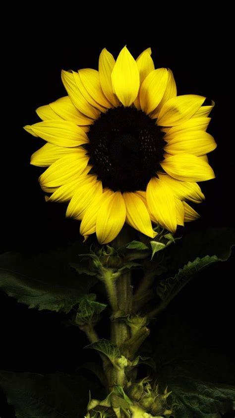 Download Minimalist Suntastic Sunflower Iphone Wallpaper | Wallpapers.com