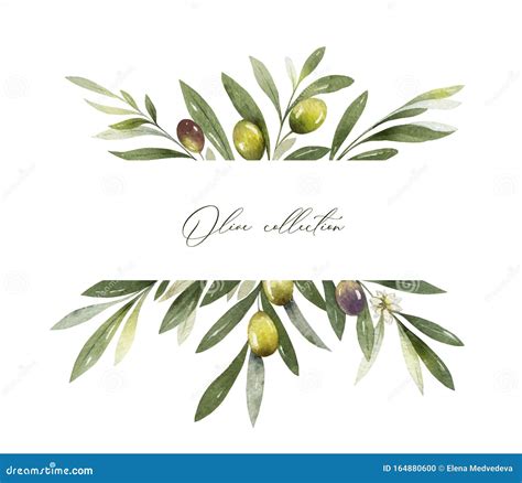 Watercolor Vector Banner Of Olive Branches And Leaves Stock Vector