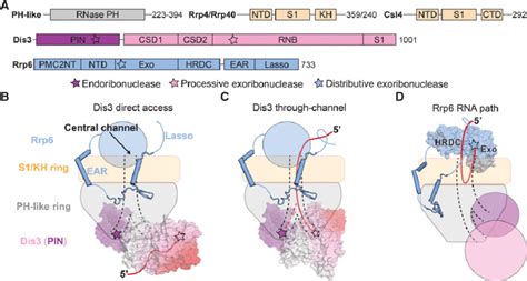 Rna Paths And Dis Conformations In The Yeast Nuclear Exosome A