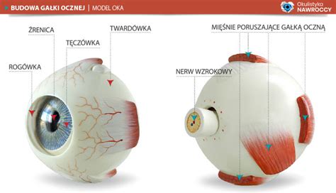 Budowa Oka Gabinet Okulistyczny