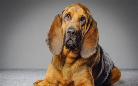 Bloodhound Mastiff Mix