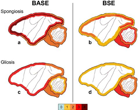 Diagrammatic Representation Of Histologic Lesions Topographic Download Scientific Diagram