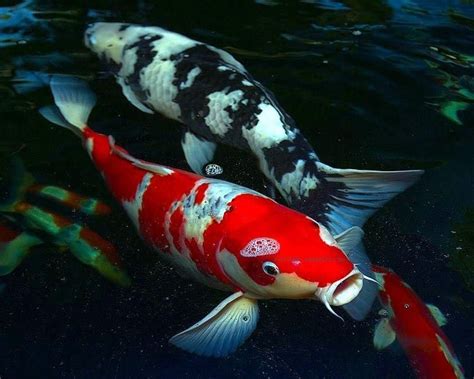 Aquarium Fish Exotic Fish Blog Archive Koi Fish