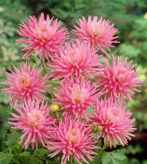 Dahlia Park Princess 60 Seeds Etsy