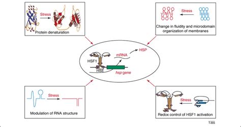 Sensors Of The Heat Shock Hs Response In Mammalian Cells Stress Can Download Scientific