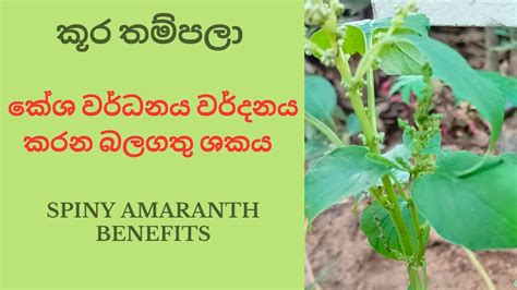 කශ වරධනය වරදනය කරන බලගත ශකය amaranthus spinosus benefits YouTube