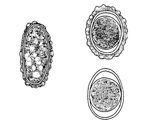 Figure Stages Of Ascaris Continued Parasitology II 50 OFF