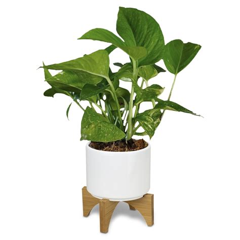 Planter With Bamboo Base Promovision Nz