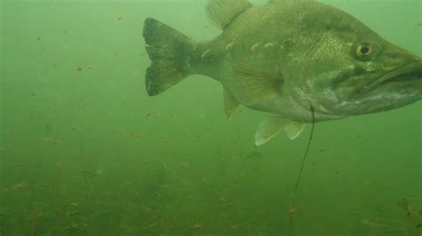 Largemouth Bass Guarding Tons Of Fry Youtube