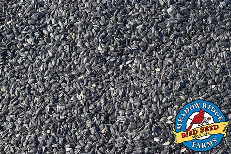 Black Oil Sunflower Bird Seed 10 Pound Bag