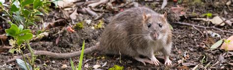 Norway Rat Information Cooks Pest Control