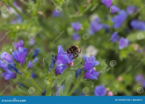 Abeja De Miel Recolectando Flores Silvestres Flor Campana Polinizada