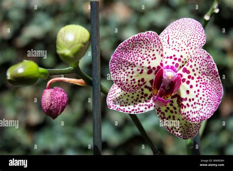 Tiger orchid flower hi-res stock photography and images - Alamy