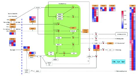 Analysis Of Degs Related To Circadian Rhythm Plant Pathway The Gene