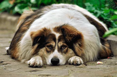 Hipotoroidismo canino Cómo enfrentarlo Farbiopharma