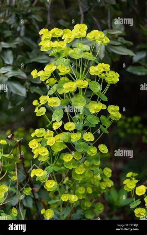 Euphorbia Amygdaloides Var Robbiae Or Wood Spurge Bushy Evergreen Perennial Flowering Plant In