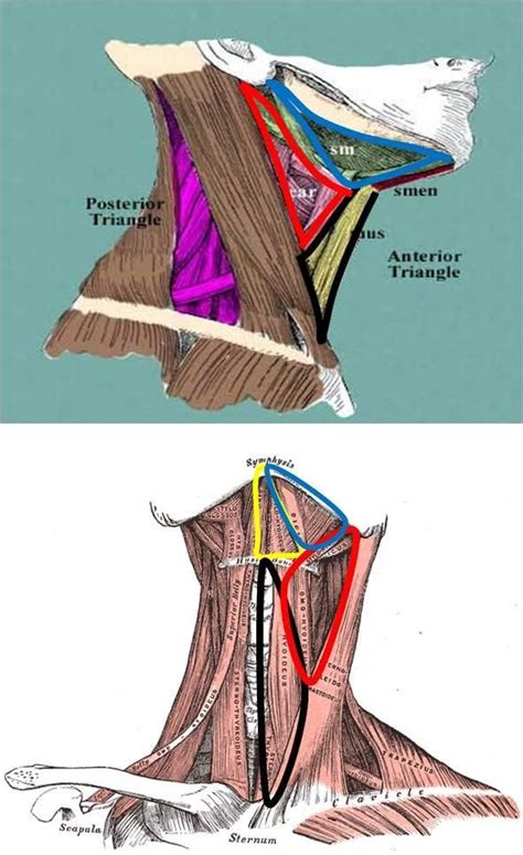 An3 01 02 Triangles Of The Neck At Touro University Nv Studyblue