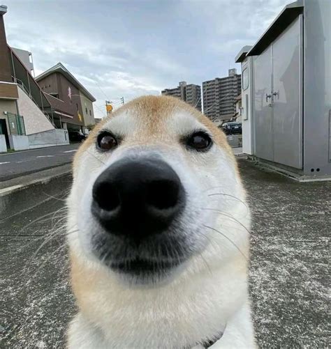 Dog Rizz 1