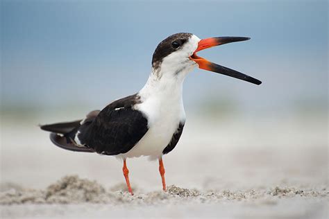 Black Skimmer Audubon Field Guide