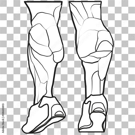 Vector image lower legs on a transparent background. leg muscles. Stock ...